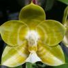 Phalaenopsis Mituo Reflex KIng 'flava#1' (Lyndon Reflex x LD's Bear King)