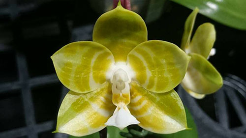 Phalaenopsis Mituo Reflex KIng 'flava#1' (Lyndon Reflex x LD's Bear King )