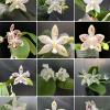Phalaenopsis (speciosa 'All Purple' x Tzu Chiang Tetralitz)