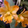 Cattleya Little Fairy 'Yellow Hydrangea'