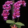 Phalaenopsis Chia Shing Hot Kiss '256'