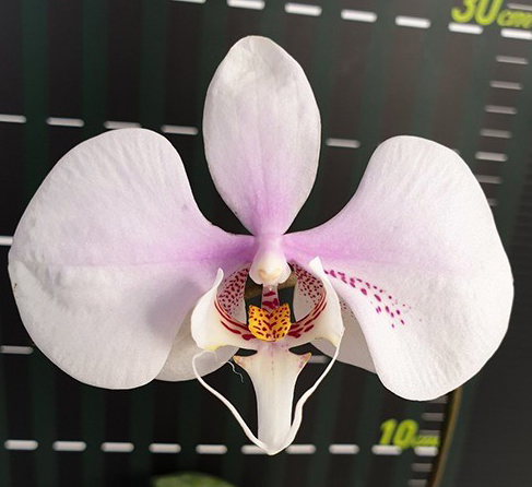 Phalaenopsis amabilis 'Surabaya'