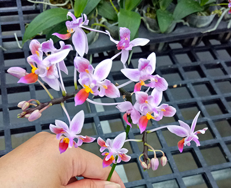 Phalaenopsis equestris three lips