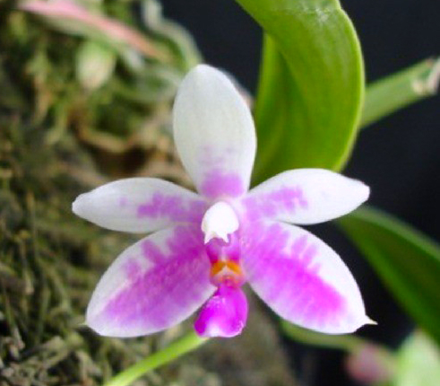 Phalaenopsis modesta x sib