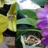 Phalaenopsis Diamond Beauty '1202' x Mituo Reflex Dragon 'B-1'