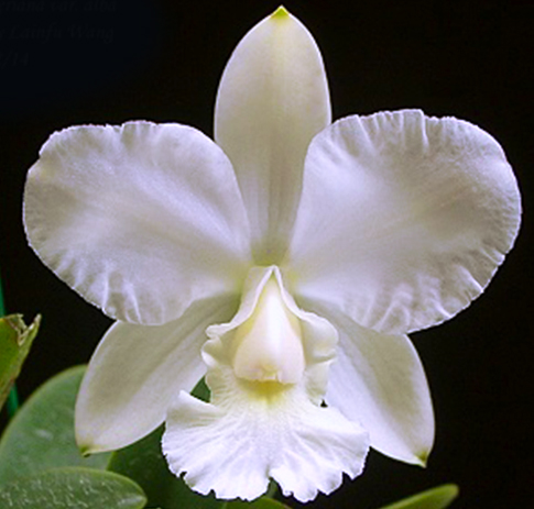 Cattleya walkeriana alba x sib