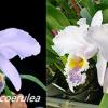 Cattleya mossiae var coerulea  x  sib ('Dark Lip'  x  '#123')
