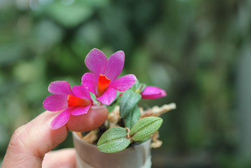 Dendrobium Nagomi pink