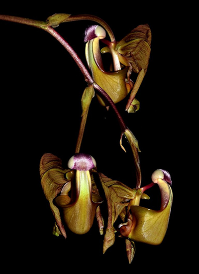 Coryanthes bergoldii