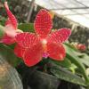Phalaenopsis gigantea x Singher Pure Love