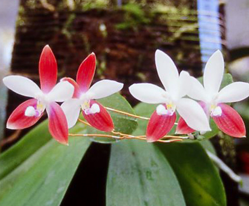 Phalaenopsis tetraspis 'C1'