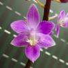 Phalaenopsis equestris 'Pink'