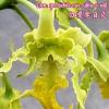 Dendrobium spectabile var alba x self