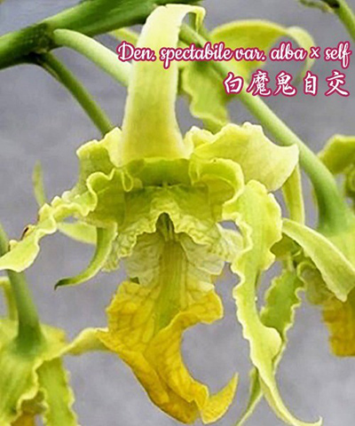 Dendrobium spectabile var alba x self