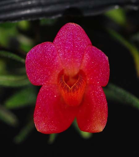 Dendrobium cuthbertsonii orange x pink