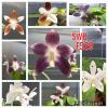 Phalaenopsis speciosa coerulea ('Su's Bluish' x 'Su's Coffee Candy')