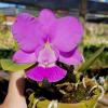 Cattleya walkeriana tipo 'Dayane Wenzel' x 'Pink Smile'