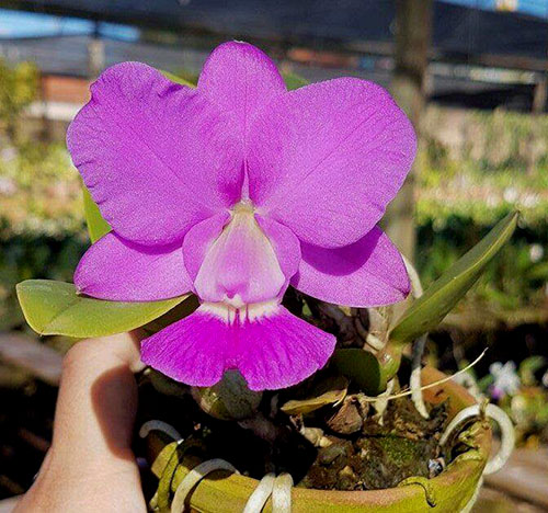 Orquidario Orchid Garden