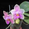 Phalaenopsis Sweet Memory