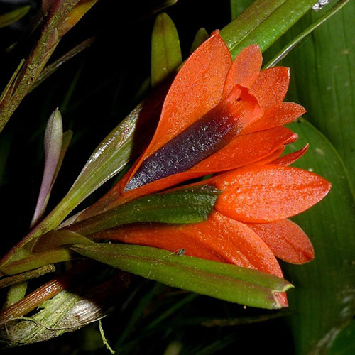 Dendrobium vexillarius red