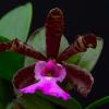 Cattleya aclandiae 'Black Rook' x 'Black Tetra' 4N