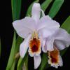 Cattleya percivaliana coerulea 'Happy Birthday' x self