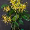 Dendrobium speciosum x tetragonum