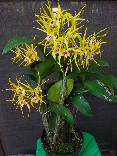 Dendrobium speciosum x tetragonum