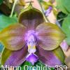 Phalaenopsis Mituo Princess 'Blue ring'