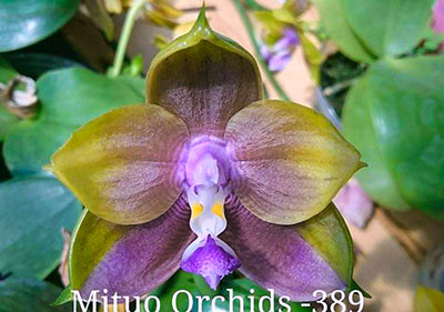 Phalaenopsis Mituo Princess 'Blue ring'