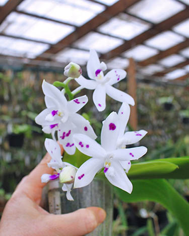 Phalaenopsis speciosa spot