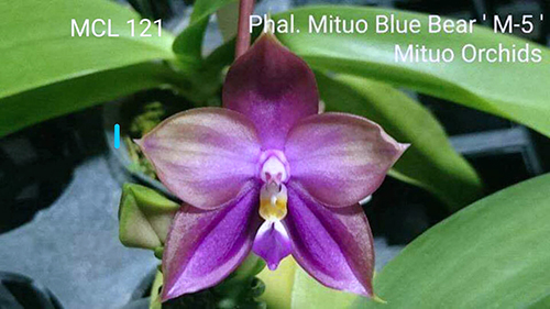 Phalaenopsis Mituo Blue Bear 'M-5'