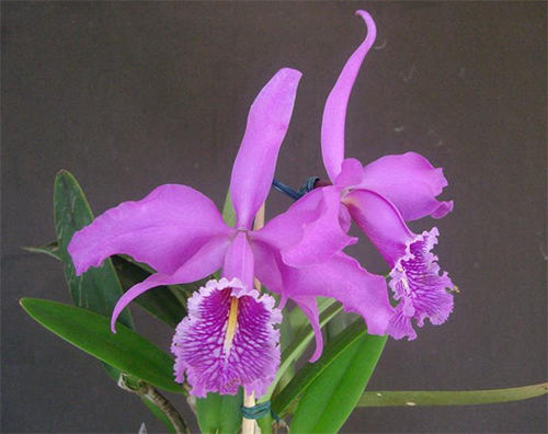 Cattleya maxima (Seidel)