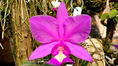 Cattleya nobilior rubra 'Aurora'