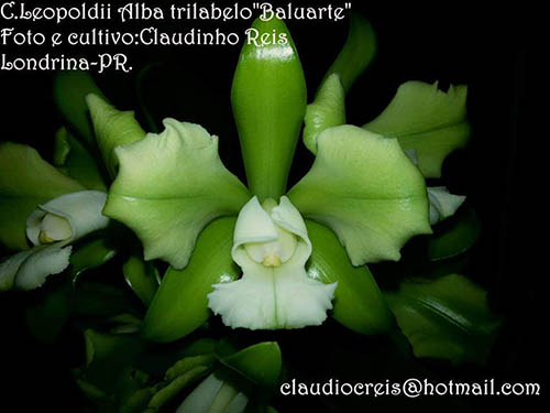 Cattleya leopoldii alba trilabelo 'Baluarte'