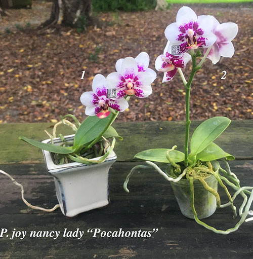 Phalaenopsis Joy Nancy Lady 'Pocahontas'