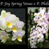 Phalaenopsis Joy Spring Venus x Philishill