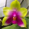 Phalaenopsis bellina 'Borneo Green’