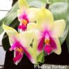 Phalaenopsis bellina 'Ponkan'