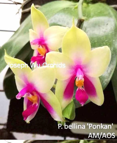 Phalaenopsis bellina 'Ponkan'