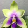 Phalaenopsis bellina var coerulea