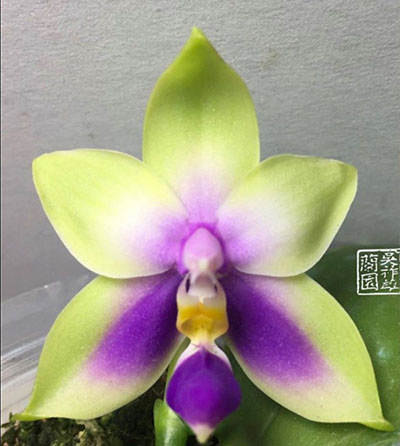 Phalaenopsis bellina var coerulea