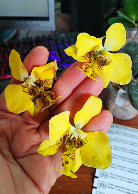 Phalaenopsis stuartiana 'Yellow Bomb'