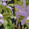 Cattleya leopoldii coerulea 'Kathleen' JC/AOS x Cattleya Pittiae coerulea 'SVO Best'