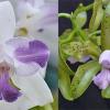 Cattleya Interglossa coerulea 'SVO Blue Splash' x Cattleya leopoldii coerulea 'Kathleen' JC/AOS