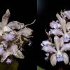 Cattleya Leoloddiglossa coerulea (Leoloddiglossa coerulea 'SVO Sweet Spots' x Leoloddiglossa coerulea 'Exotic Orchids' AM/AOS)