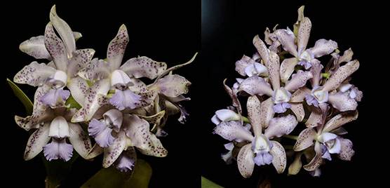Cattleya Leoloddiglossa coerulea (Leoloddiglossa coerulea 'SVO Sweet Spots' x Leoloddiglossa coerulea 'Exotic Orchids' AM/AOS)