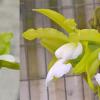 Cattleya Fascelis (C. bicolor alba 'Green Goddess' x C. aclandiae alba 'SVO' AM/AOS)
