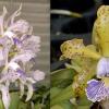Cattleya Leoloddiglossa coerulea 'SVO Speckled Blue' FCC/AOS x Cattleya schilleriana coerulea 'Good Color'