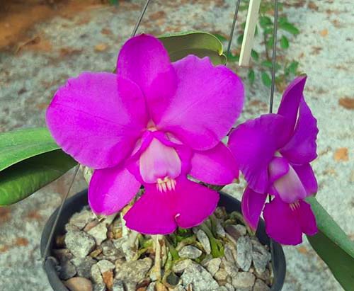 Cattleya walkeriana tipo 'Tuta' x 'Carola'